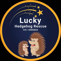 LUCKY HEDGEHOG RESCUE