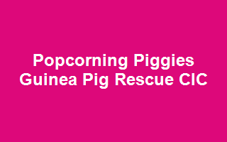 Popcorning Piggies Guinea Pig Rescue CIC