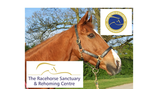 The Racehorse Sanctuary