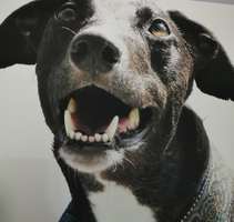 Sighthound Welfare UK Ltd/Caged Nationwide