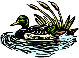 Baffins Pond Association