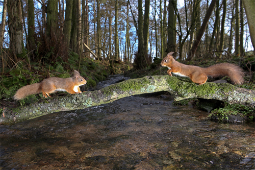 Red squirrel conservation in Penrith